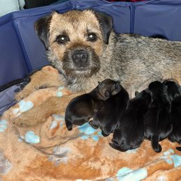 Momma Kate - Border Terrier