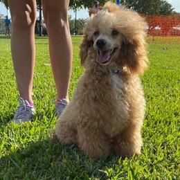 Dallas - Poodle