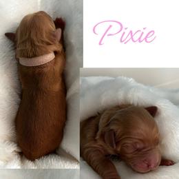 Golden Retriever Puppies from Rosie’s Goldies