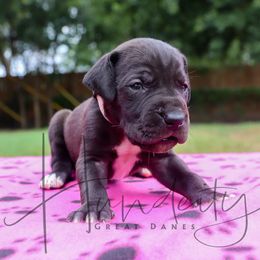 Pearl - Black female Great Dane puppy in Denison, Texas from Hundeity Great Danes