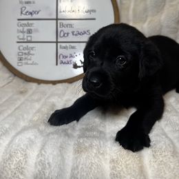 Reaper - Black male Labrador Retriever puppy in Troy, South Carolina from Wicked Flyer Retrievers