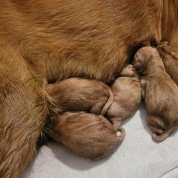 Girl 3 - Dark golden female Golden Retriever puppy in Greensburg, Kentucky from Southern Springs Goldens