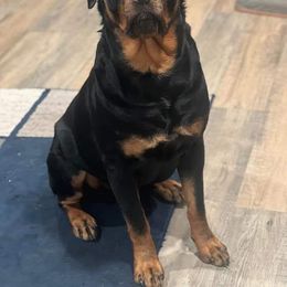 American Bully and Rottweiler All Grown Up from White's K9 Connection