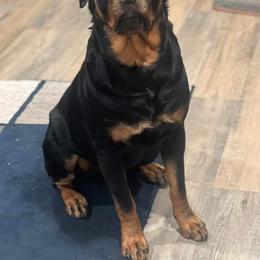 American Bully and Rottweiler All Grown Up from White's K9 Connection