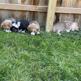 Pembroke Welsh Corgi Puppies from Bentley Corgis LLC