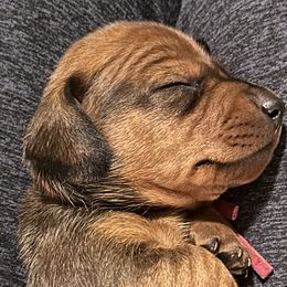 "Reese" - Dachshund puppy from DeLorenzo Dachshunds