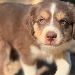 Walnut - Red tri male Miniature Australian Shepherd puppy in Pinnacle, North Carolina from Higher Elevations Mini Aussies