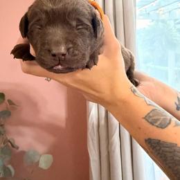 Orange boy - Chocolate male Labrador Retriever puppy in Conway, Missouri from Ozark Mountain Kennel