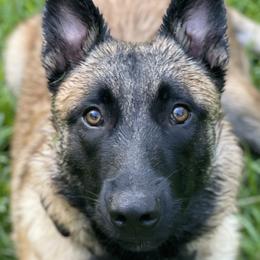 Belgian Malinois All Grown Up from Bayou State Malinois