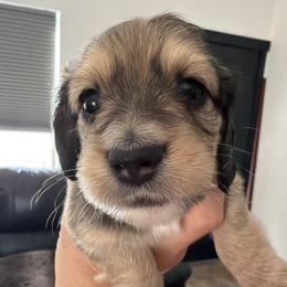 Sunny - Cream female Dachshund puppy in Phoenix, Arizona from Dianna's Dachshunds