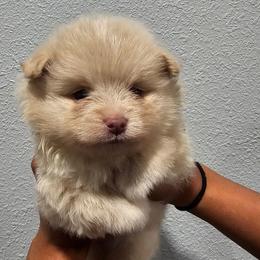 Ghost - Cream parti male Pomeranian puppy in West Sacramento, California from Northern Cali Pomskies