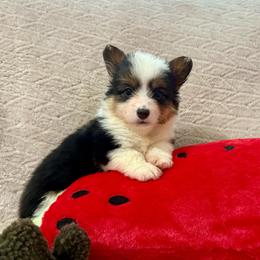 Button-Full fluffy - Black and tan female American Corgi puppy in Decatur, Texas from Bar S Corgis