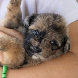 Gray - Merle male Whoodle puppy in Youngstown, Florida from Wonderland’s Boujie Kennels