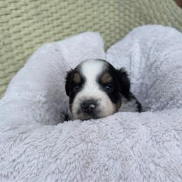 Gilly - Black tri female Miniature Australian Shepherd puppy in Murfreesboro, Tennessee from Skye’s Waggin’ Aussies