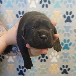 Last born. - Black male Cane Corso puppy in Los Lunas, New Mexico from Top Gun Kennels NM