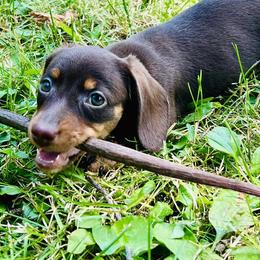 Dachshunds from Michiana Dachshunds