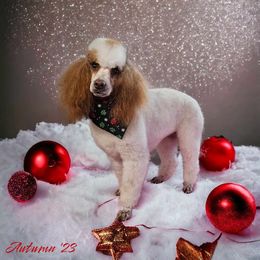 Autumn - Poodle
