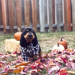 Black and Tan Coonhound Puppies from Toodaloo Coonhounds