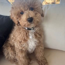 Bugatti - male Cavapoo puppy in West Haven, Utah from The Cava Labdoodles