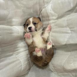 Dude - Red male Pembroke Welsh Corgi puppy in Delton, Michigan from CorGizmo