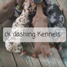 Dachshund Puppies from Ck Dashing Kennels