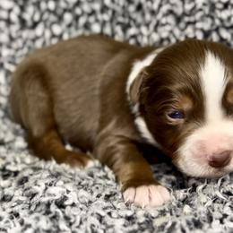 Frito - Red tri male Miniature Australian Shepherd puppy in Michie, Tennessee from Acton Aussies