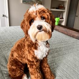 Rettie - Australian Labradoodle