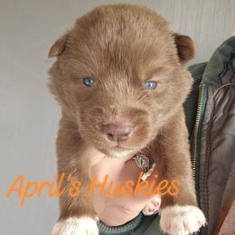 Orange boy - Red and white male Siberian Husky puppy in Terre Haute, Indiana from April's Huskies