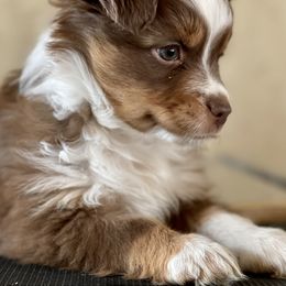 Australian Shepherd, Miniature American Shepherd, Miniature Australian Shepherd, and Toy Australian Shepherd Puppies from Painted Blue Aussies