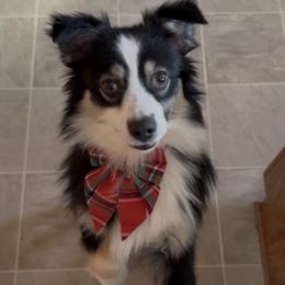 Memphis - Australian Shepherd