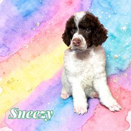 Sneezy - Parti male Poodle puppy in Pink Hill, North Carolina from Boodle's Standard Poodles
