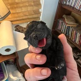 TBD - Black female Pug puppy in Boynton Beach, Florida from Camp Pug