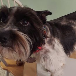 Miniature Schnauzers from Miniature Schnauzer Puppies of DFW