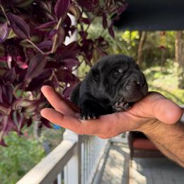 Bagherra - Black female Chinese Shar-Pei puppy in Auburn, Kansas from Justin's Chinese Shar-Pei