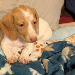 Penny - Piebald female Dachshund puppy in Marshall, Texas from Wilson's Kennels