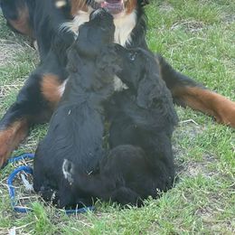 Bernedoodle Puppies from Eva Hutcherson