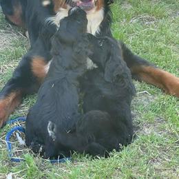 Bernedoodle Puppies from Eva Hutcherson