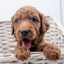 Bean - Red  male Goldendoodle puppy in Mecklenburg County, North Carolina from Rustic Road Doodles