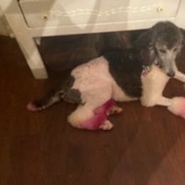 Australian Shepherds, Dachshunds, and Poodles from Jillian's Pups
