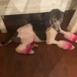 Australian Shepherds, Dachshunds, and Poodles from Jillian's Pups