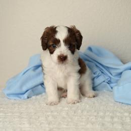 Freedom Frito - Brown and white male Aussiedoodle puppy in Lincoln, California from Frenchie LOVE and Doodles
