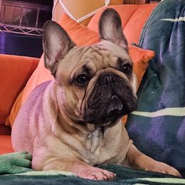 Dio - French Bulldog
