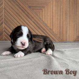 Brown boy - Chocolate merle male Bernedoodle puppy in Modesto, California from Two Doods Doodles