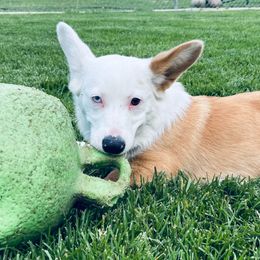 Aussiedoodles, Miniature Australian Shepherds, and Pembroke Welsh Corgis from The Hoppers Back 40