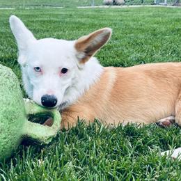 Aussiedoodles, Miniature Australian Shepherds, and Pembroke Welsh Corgis from The Hoppers Back 40