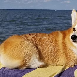 Pembroke Welsh Corgis from April Hancock's Pembroke Welsh Corgis