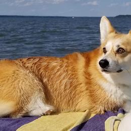 Pembroke Welsh Corgis from April Hancock's Pembroke Welsh Corgis
