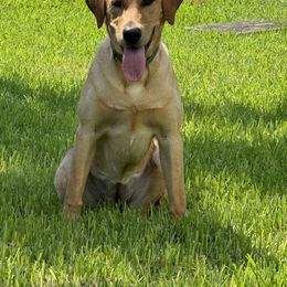 Labrador Retriever All Grown Up from Daylin’s Doodles & Labradors