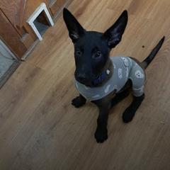 Belgian Malinois Puppies from Battle Road K9