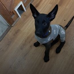 Belgian Malinois Puppies from Battle Road K9